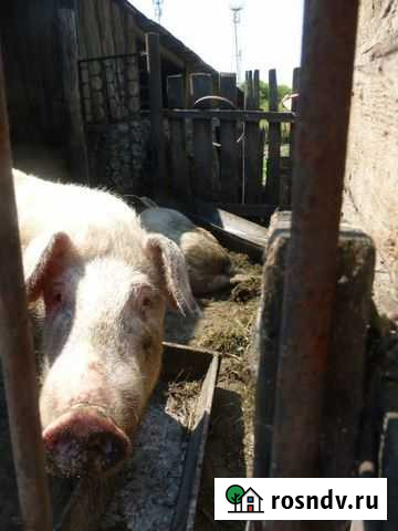 Хряк племенной и молодые борова.Обмен.Варианты Куйбышев - изображение 1