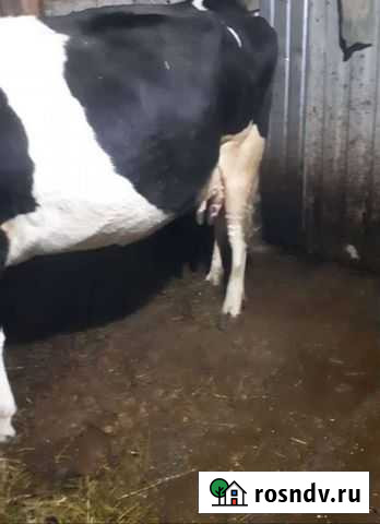 Корова дойная Шихазаны - изображение 1