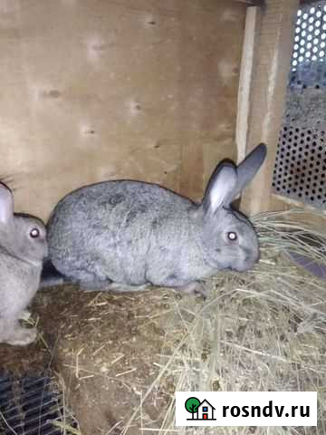 Кролики домашние Новоомский - изображение 1