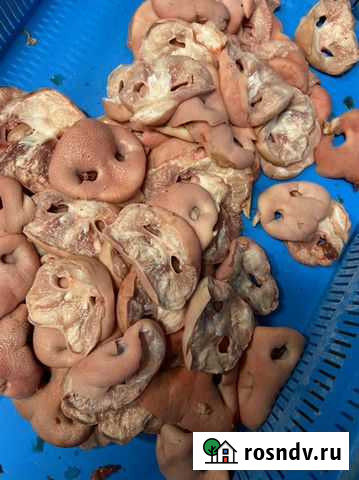 Пятаки свинные Курск - изображение 1