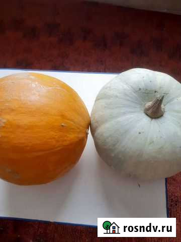 Тыква Улан-Удэ - изображение 1