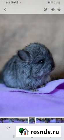 Шиншилла Самара - изображение 1