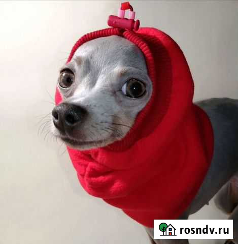 Шапочки-снуды для собак Тула - изображение 1