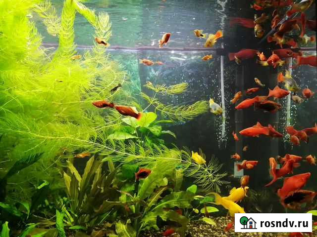 Живородка Йошкар-Ола - изображение 1