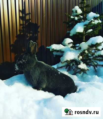 Кролики Венский голубой Салават - изображение 1