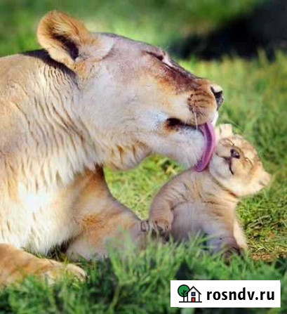 Служба Особых Поручений Симферополь - изображение 1
