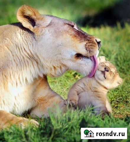 Служба Особых Поручений Симферополь - изображение 1