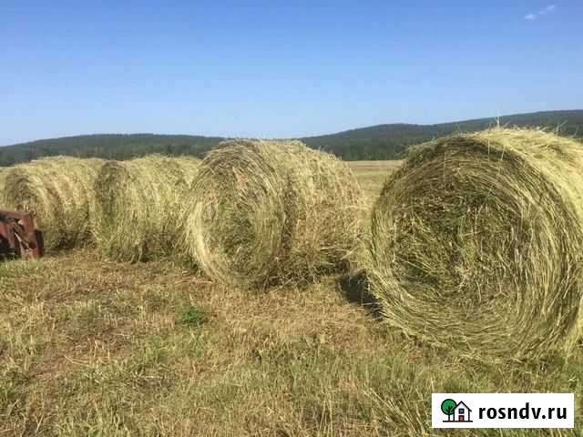 Сено Шипуново - изображение 1