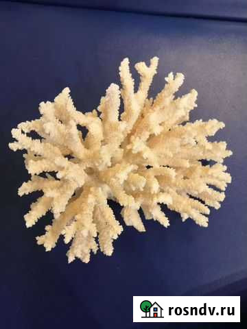 Коралл и ракушки Севастополь - изображение 1