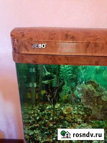 Аквариум Таганрог - изображение 1