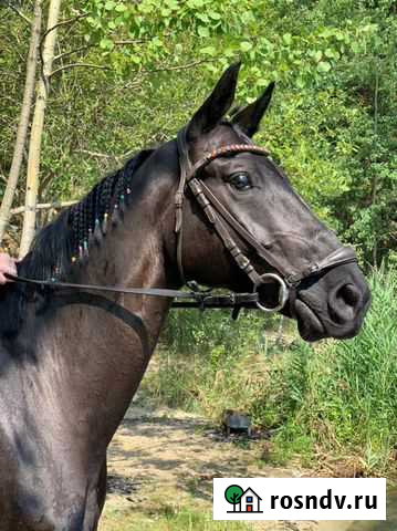 Продается шикарный мерин Курган - изображение 1