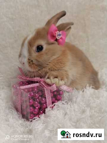 Карликовые кролики Москва - изображение 1