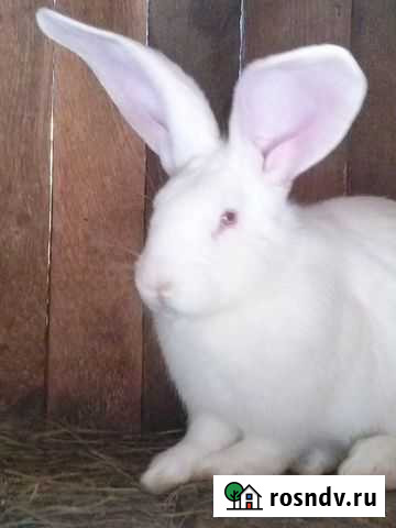 Кролики крупно-породные Елец - изображение 1