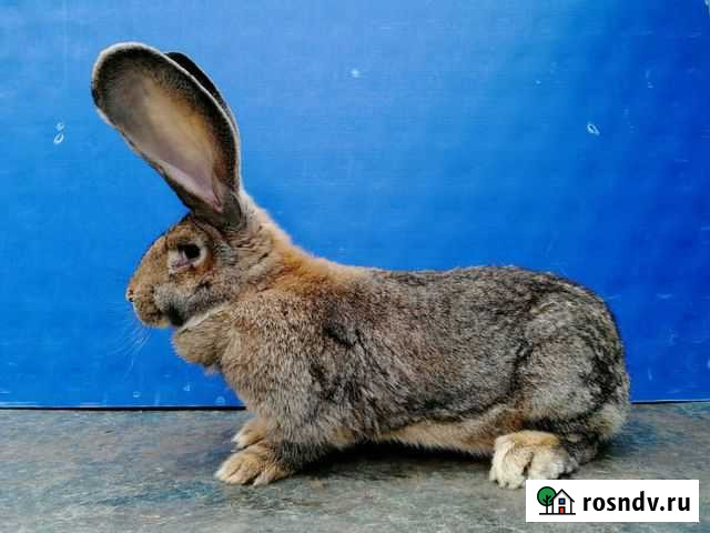 Продам кроликов из Европы и ближнего зарубежья Рузаевка - изображение 1
