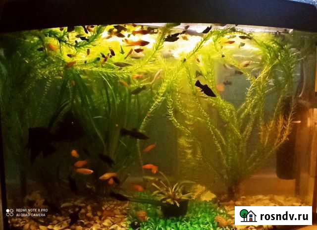 Аквариумные рыбки Аркадак - изображение 1