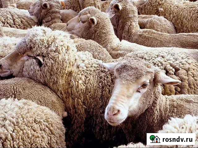 Бараны и овцы Камские Поляны - изображение 1