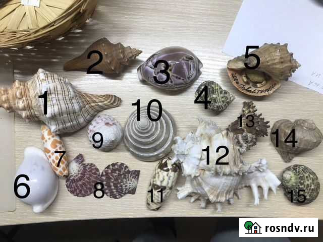 Морская ракушка Екатеринбург - изображение 1