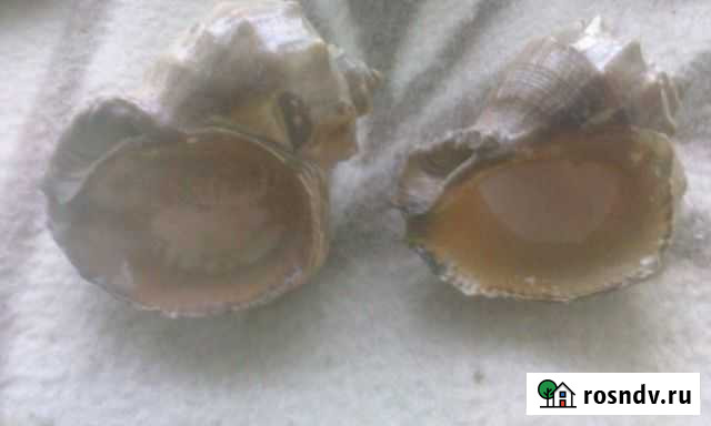 Ракушки Иваново - изображение 1