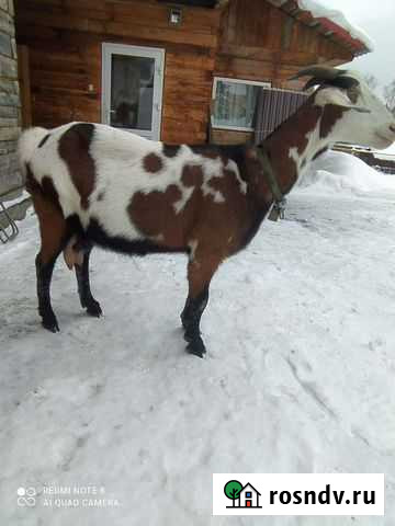 Коза нубийская Ясногорский - изображение 1