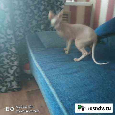 Донской сфинкс вязка Оренбург