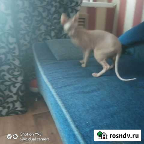 Донской сфинкс вязка Оренбург - изображение 1