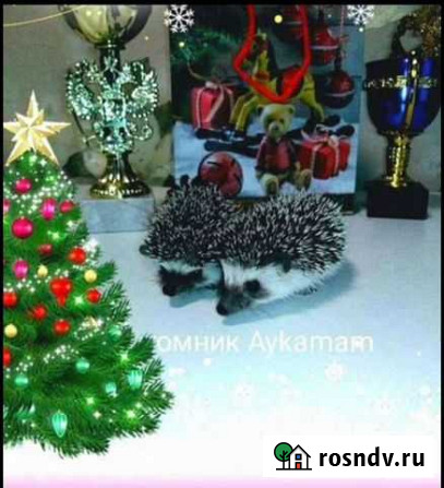 Карликовый африканский ежик Уфа - изображение 1