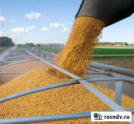 Кукуруза опт Моршанск - изображение 1