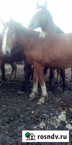 Лошадь тяжеловозы Свободный - изображение 1