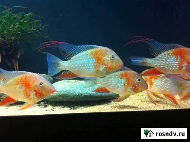 Акарихтис хекеля альбинос Евпатория - изображение 1