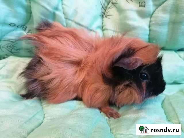 Девочки Морские свинки Ижевск - изображение 1