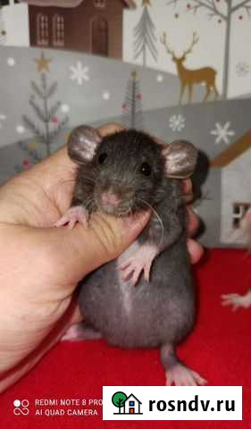 Крыса дамбо малыши Санкт-Петербург - изображение 1