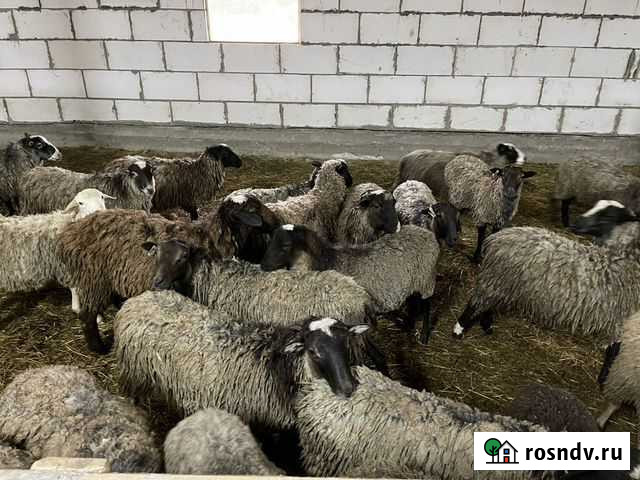 Продажа баранов Ермолино - изображение 1