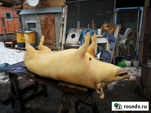 Забой скота и кастрация хряков Миасс - изображение 1