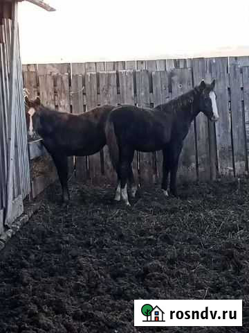 Жеребята Чернушка - изображение 1