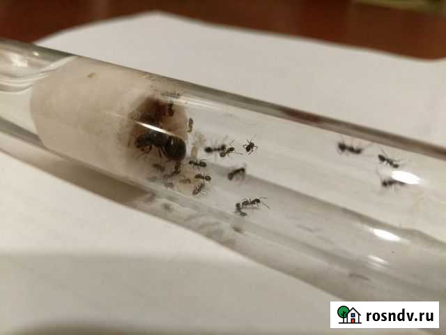 Муравьи Матка: Cадовые/Жнецы/Вор. Жук знахарь Тольятти - изображение 1