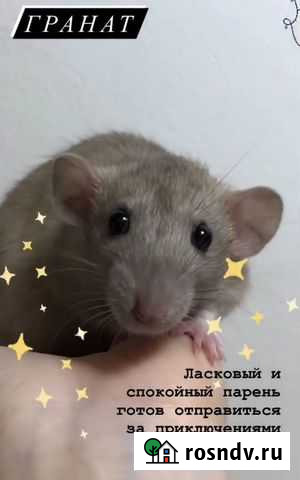 Крыса Тула - изображение 1