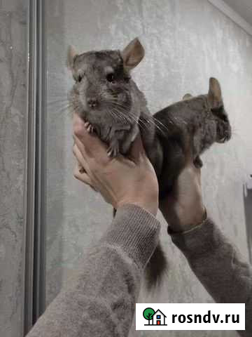 Шиншилла гетеробеж Курск - изображение 1