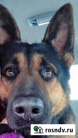 Щенки немецкой овчарки Южный - изображение 1