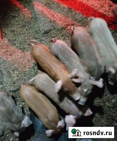 Поросята дюрок Юрга - изображение 1