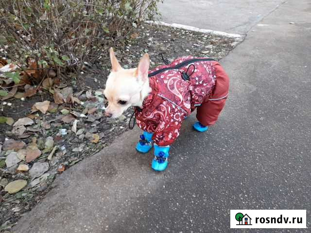 Комбинезон для маленькой собачки Тольятти - изображение 1