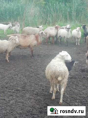 Бараны Ивня - изображение 1