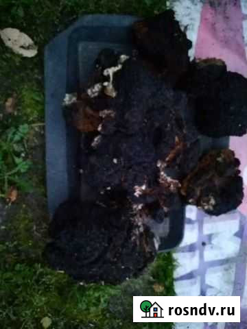 Берёзовая чага Устюжна - изображение 1