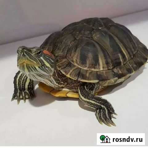 Красноухая черепаха бесплатно Сургут - изображение 1