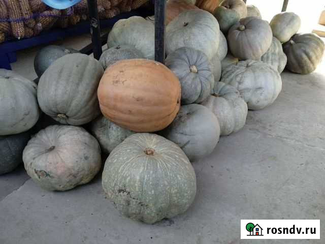 Тыква Варениковская - изображение 1