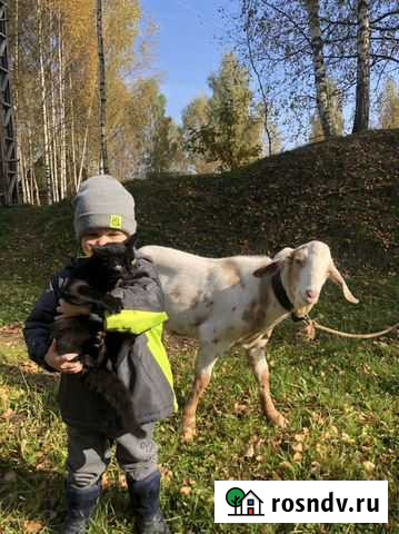 Козел 75 нубиец Сафоново - изображение 1