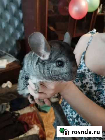 Продам Шиншилл Гурьевск - изображение 1