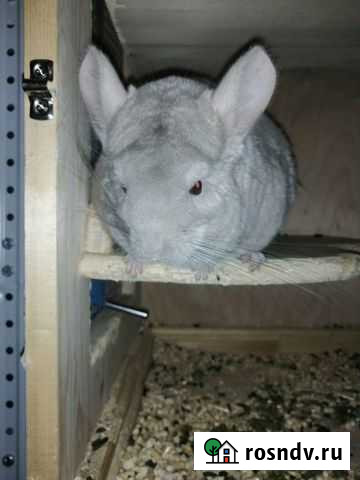 Шиншилла девочка с витриной Санкт-Петербург - изображение 1