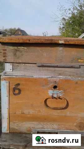 Пчелосемьи Баево - изображение 1