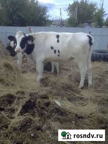 Животные Богандинский - изображение 1