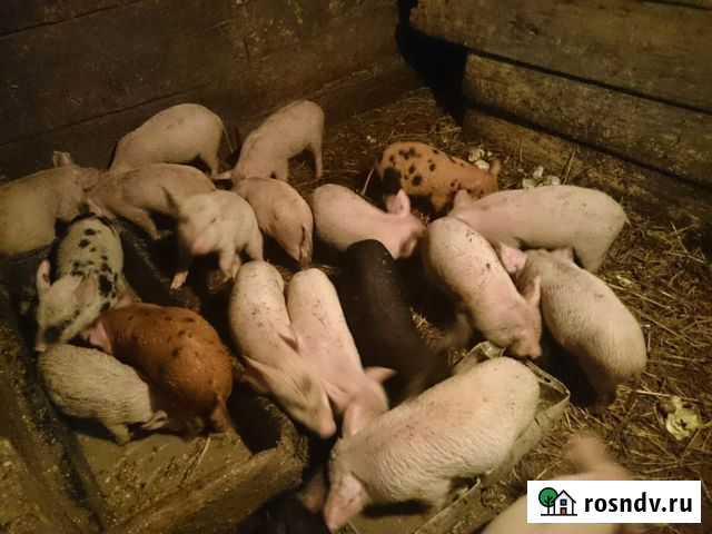 Поросята Суджа - изображение 1